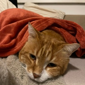 8306c30c-551a-4e99-9131-7505717e4b1e